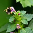 Bombus pascuorum