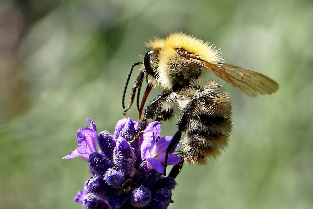 Bombus pascuorum .