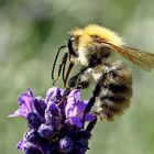 Bombus pascuorum .