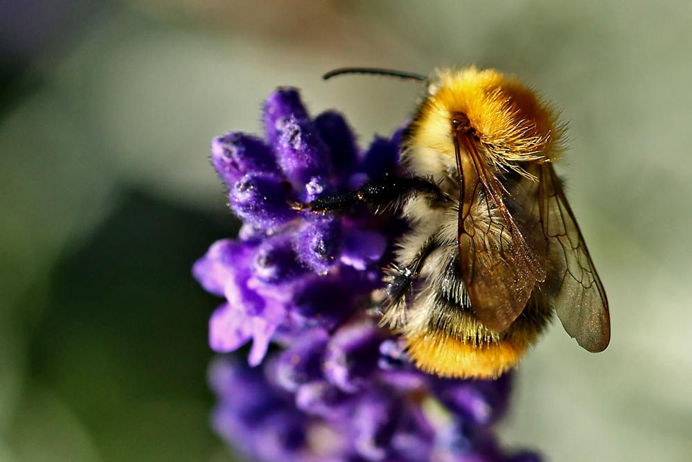 Bombus pascuorum .