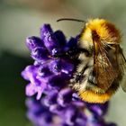 Bombus pascuorum .