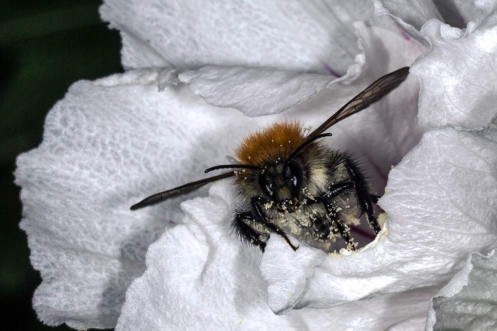 Bombus pascuorum