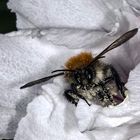 Bombus pascuorum