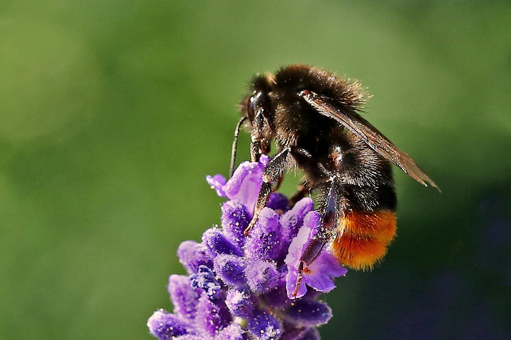 Bombus pascuorum