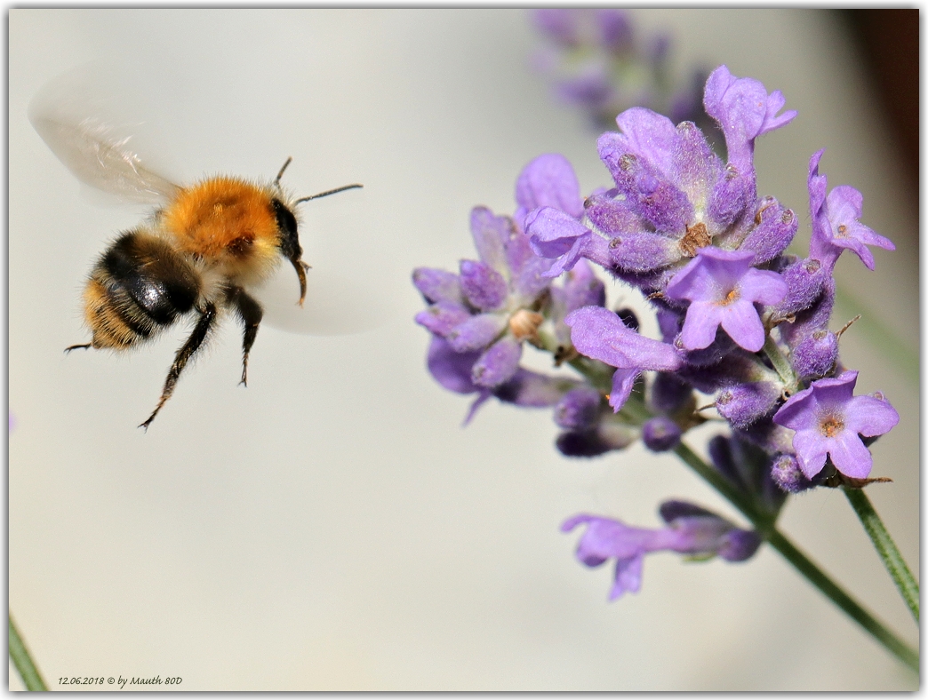 Bombus pascuorum / Ackerhummel  im Anflug