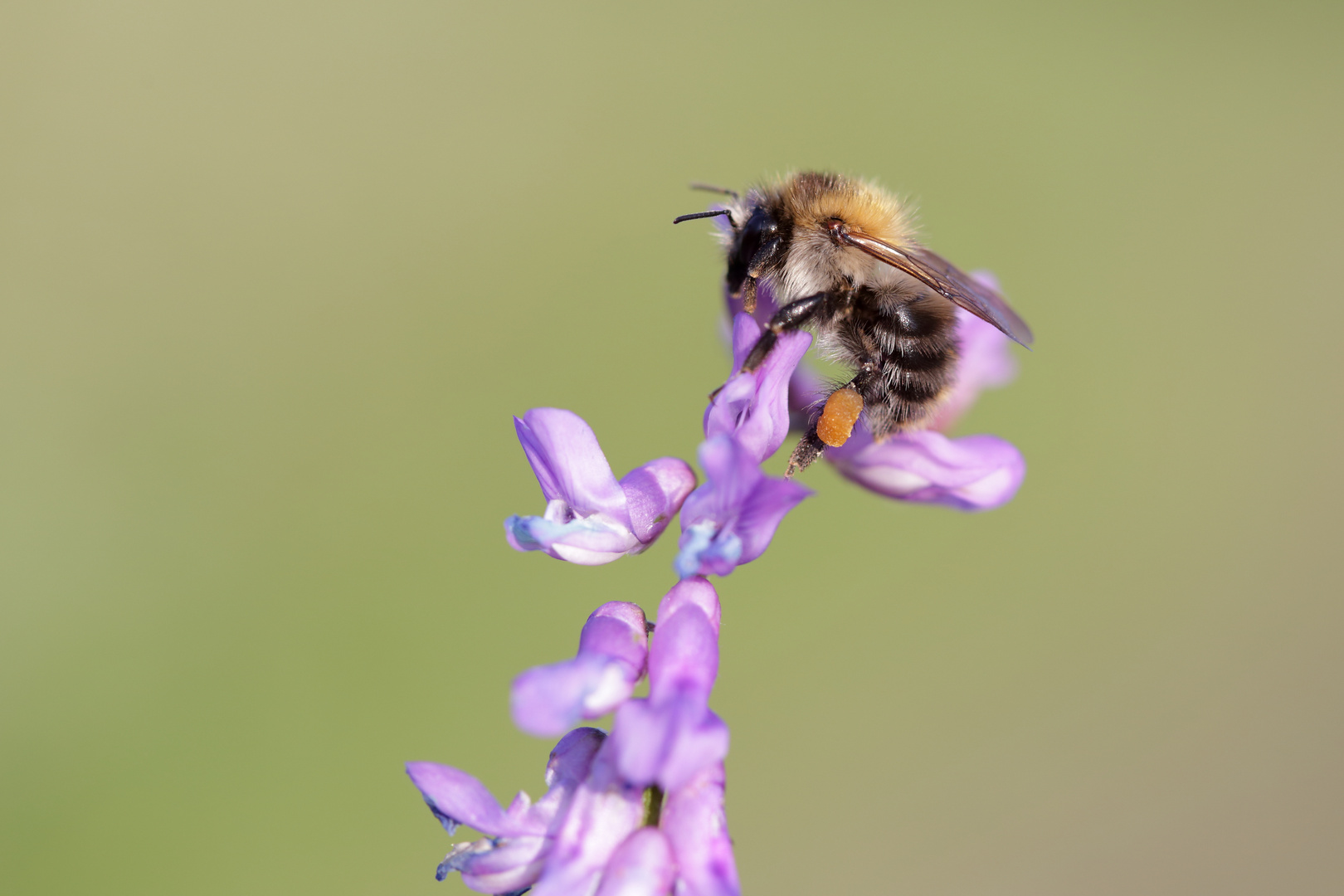 Bombus pascuorum