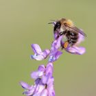 Bombus pascuorum