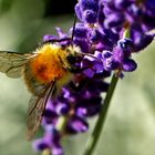 Bombus pascuorum