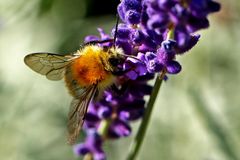 Bombus pascuorum