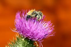 Bombus pascuorum - etwas überladen -