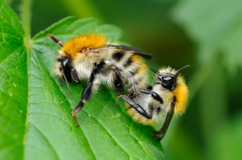 Bombus pascuorum in copula