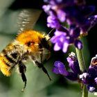 Bombus pascuorum - mit Rüssel