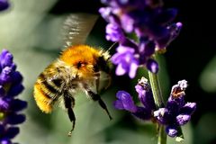 Bombus pascuorum - mit Rüssel