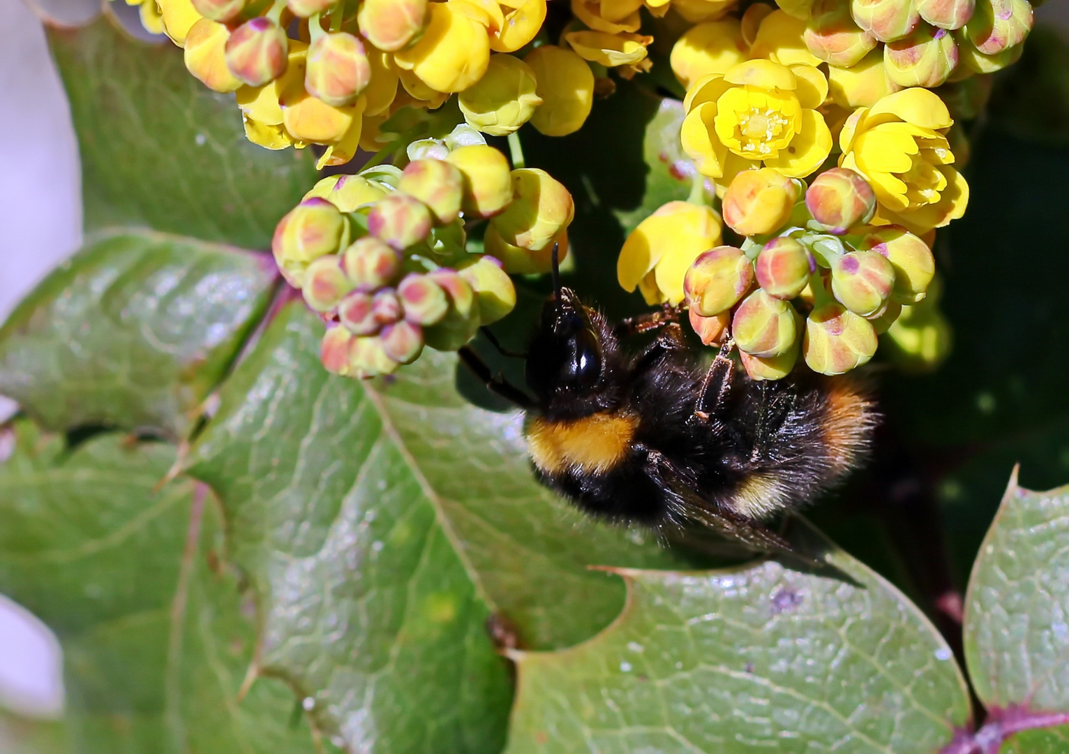Bombus pratorum Foto & Bild natur, insekten, tiere Bilder auf