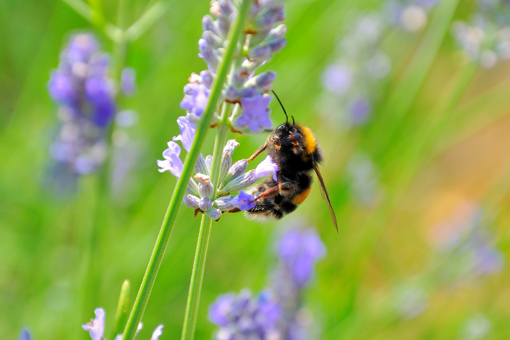 Bombus pratorum (Hummel, Bumblebee)