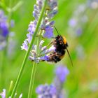 Bombus pratorum (Hummel, Bumblebee)