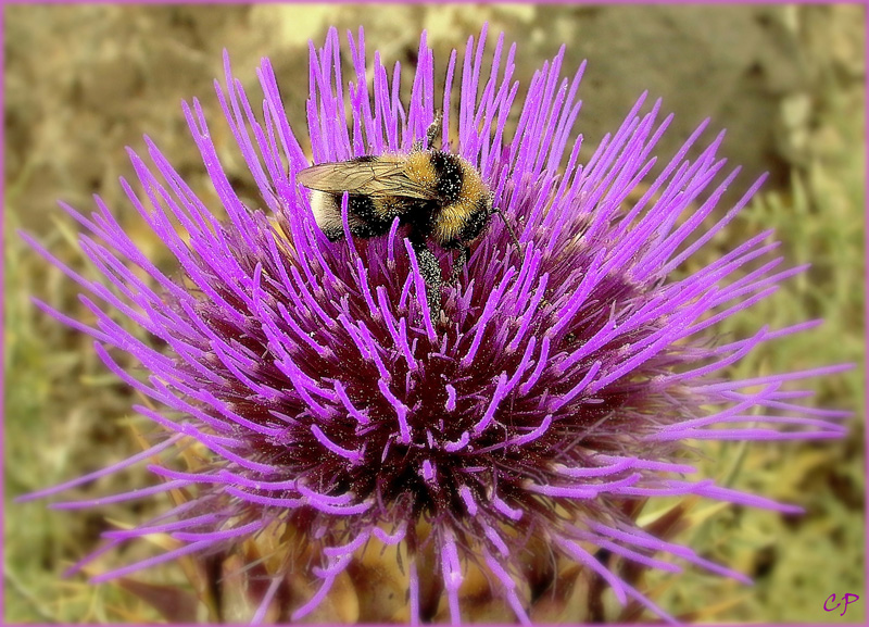 Bombus ruderatus ...