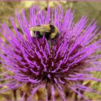 Bombus ruderatus ...