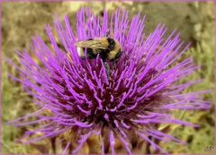 Bombus ruderatus ...