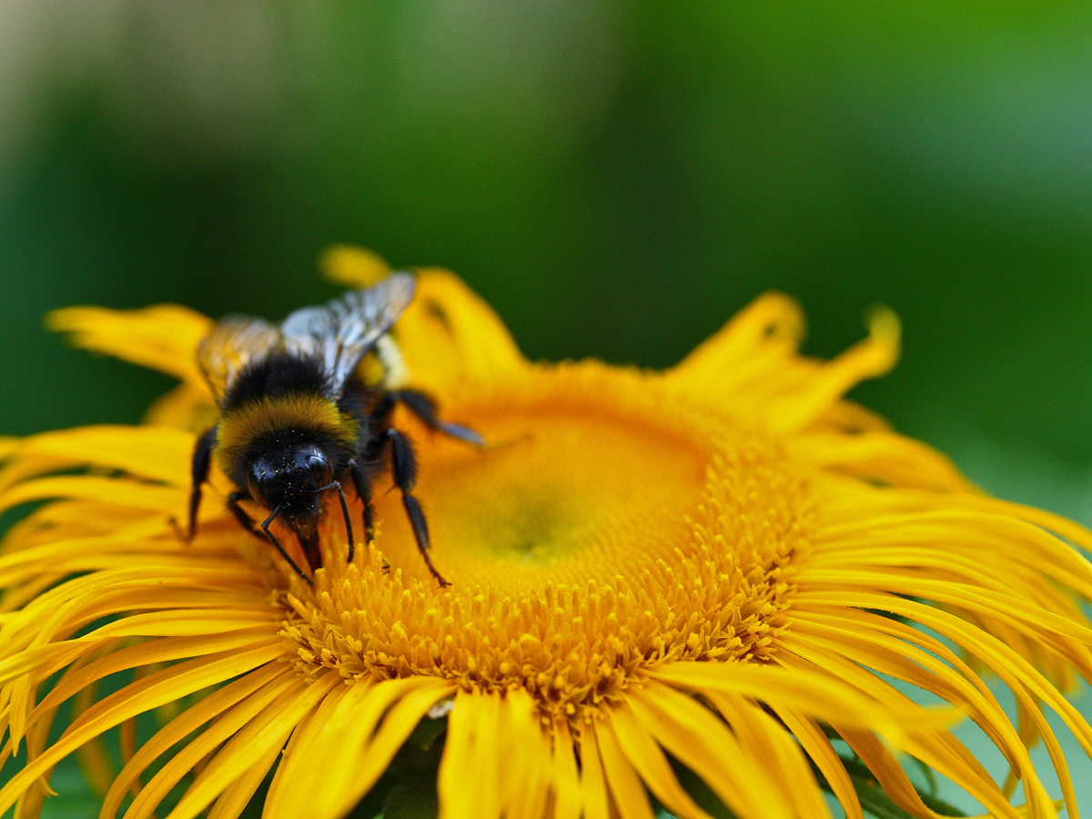 Bombus sp.