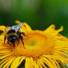 Bombus sp.