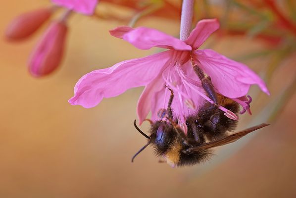Bombus su Epilobium dodonaei