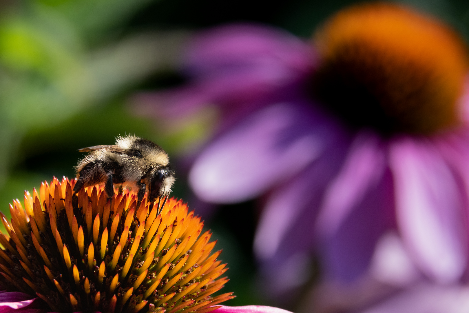 Bombus sylvarum Echinacea purpurea