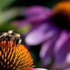 Bombus sylvarum Echinacea purpurea