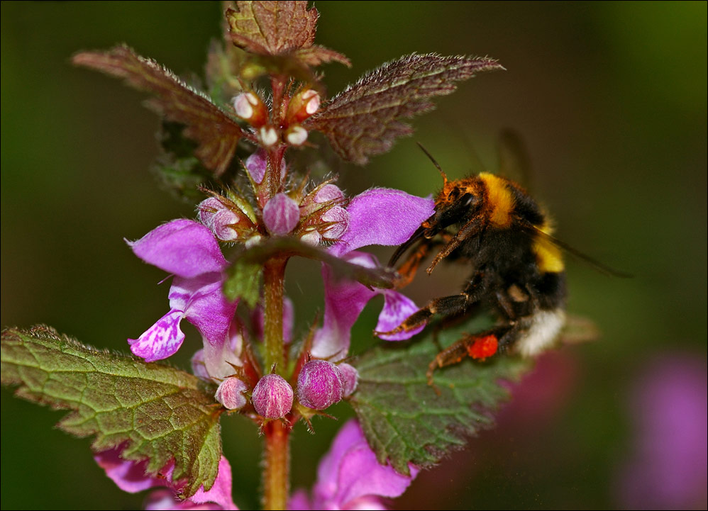 - Bombus terrestris -