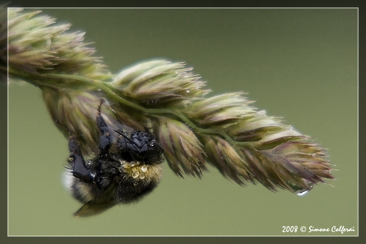 Bombus terrestris