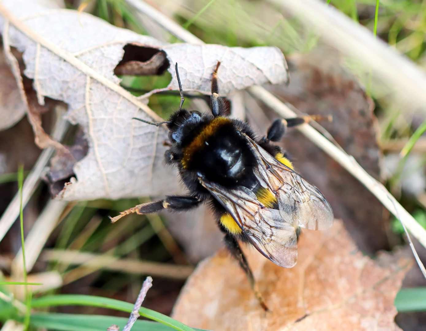 Bombus terrestris