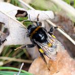 Bombus terrestris