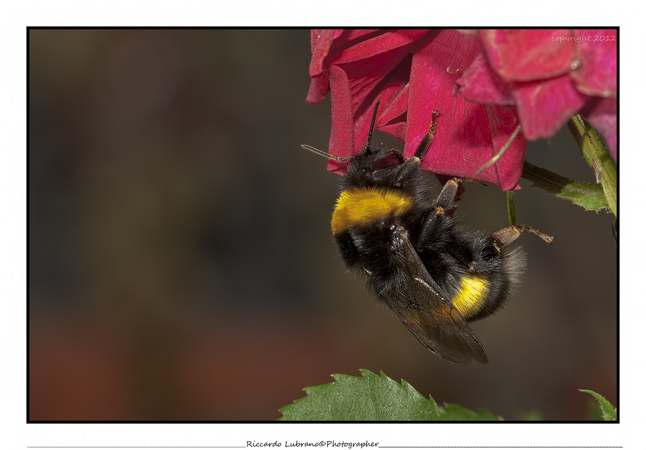 Bombus Terrestris