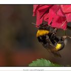 Bombus Terrestris