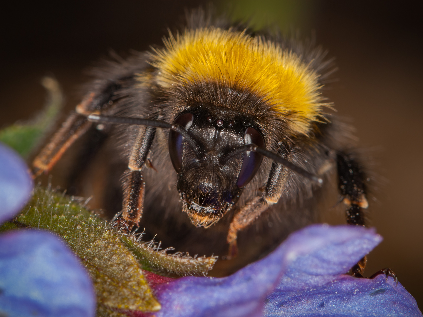 Bombus terrestris