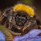 Bombus terrestris