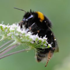 Bombus terrestris