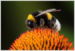 Bombus terrestris auf Echinacea purpurea