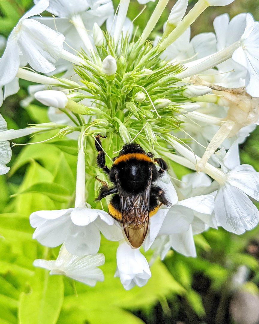 Bombus-Terrestris