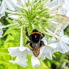 Bombus-Terrestris