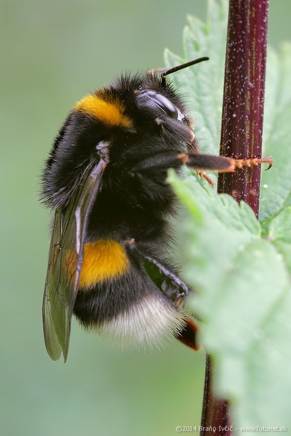 Bombus terrestris - cmel zemny