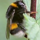 Bombus terrestris - cmel zemny