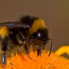 Bombus terrestris, die Erdhummel