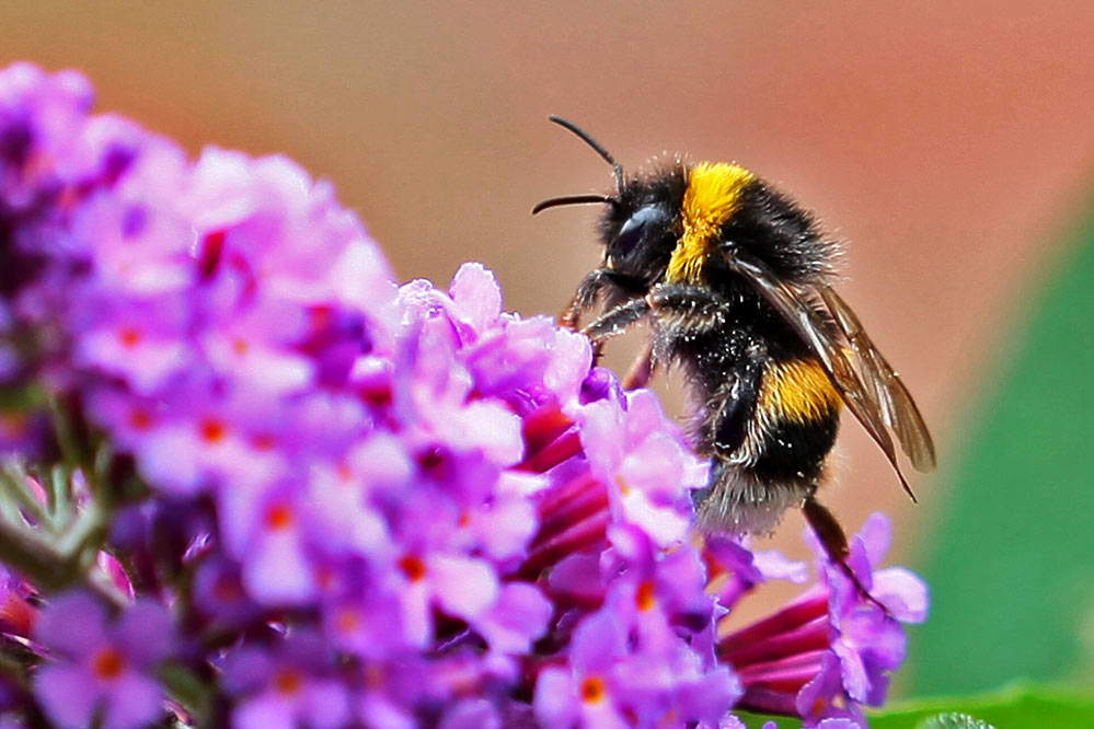 Bombus terrestris