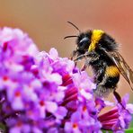 Bombus terrestris