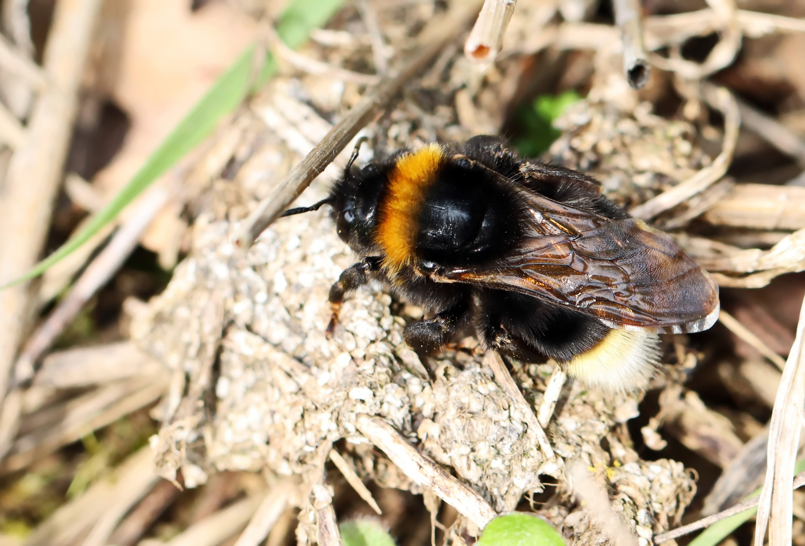 Bombus vestalis Foto & Bild natur, insekten, tiere Bilder auf