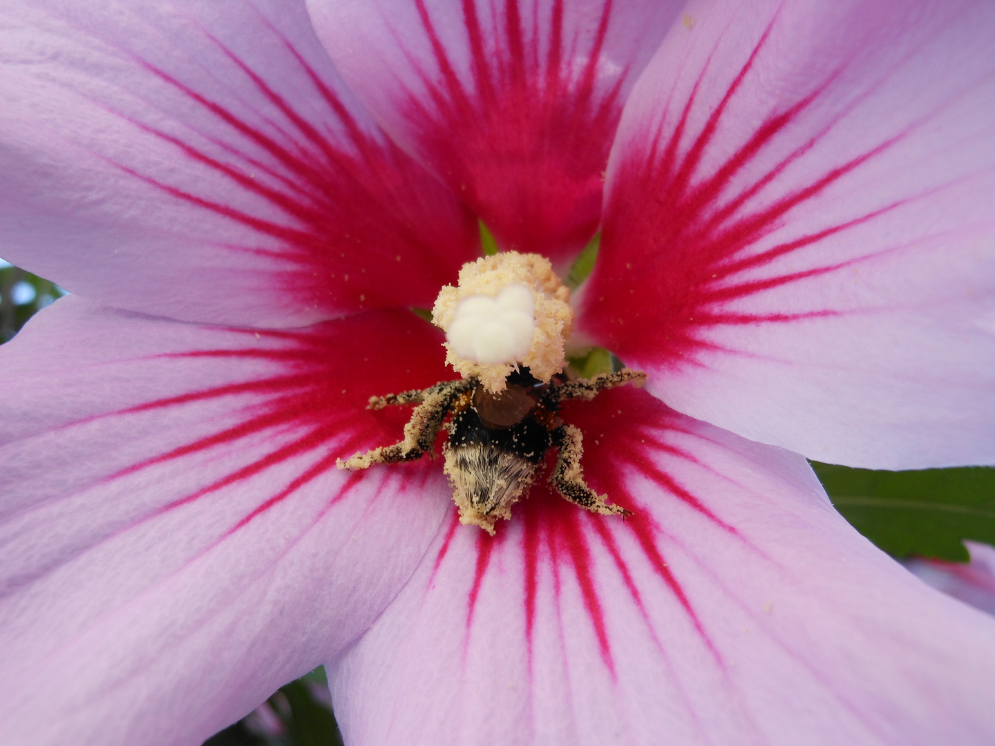 Bombus Vs/Ibisco