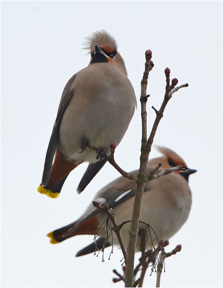 Bombycilla garrulus Foto & Bild tiere, wildlife, wild lebende vögel