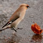 BOMBYCILLA GARRULUS