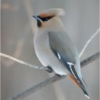 Bombycilla garrulus